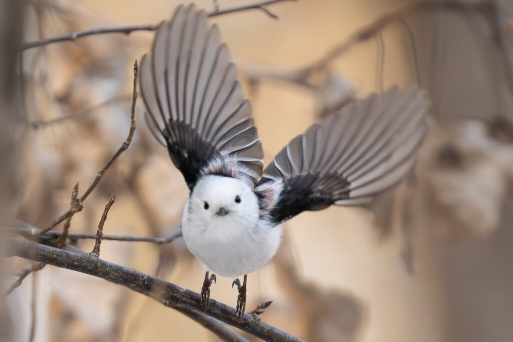 Flauschige Schwanzmeise mit offenen Flügeln