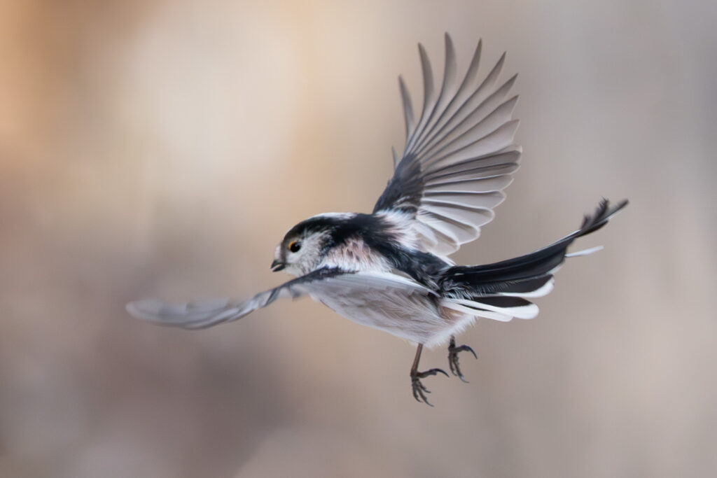 Schwanzmeise im Flug