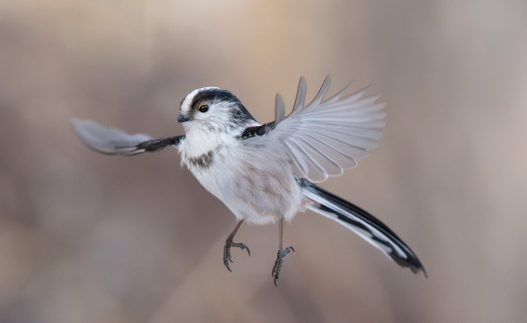 Schwanzmeise im Flug