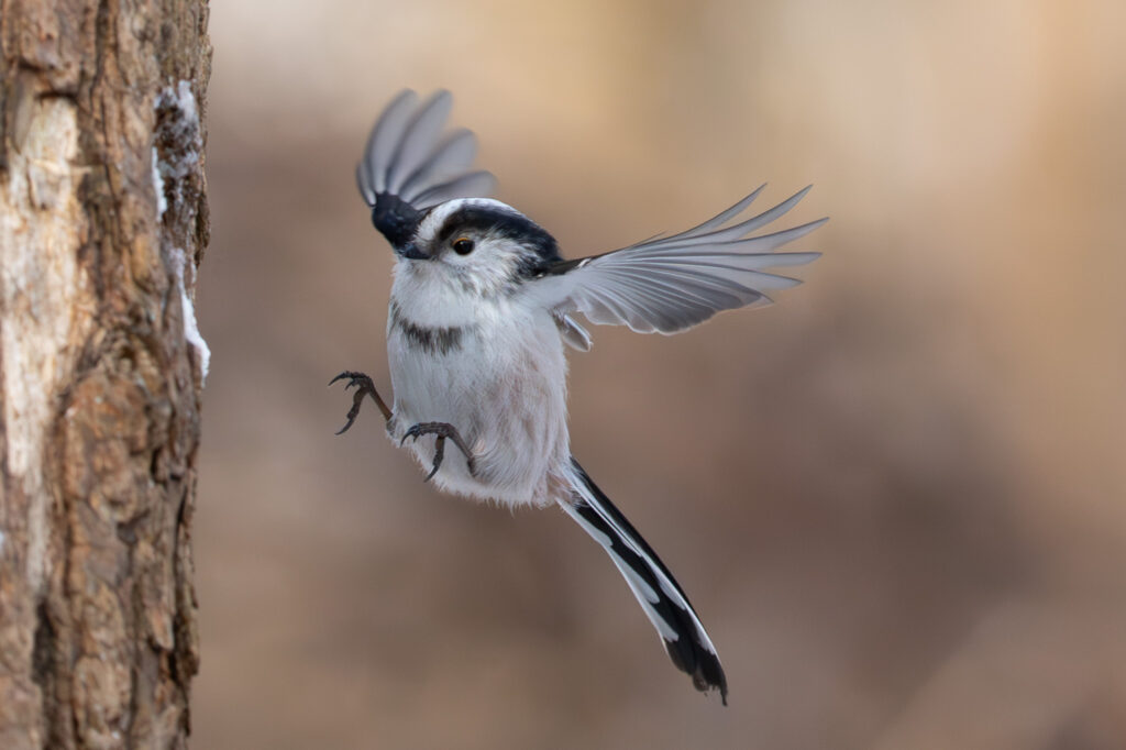 Schwanzmeise im Anflug