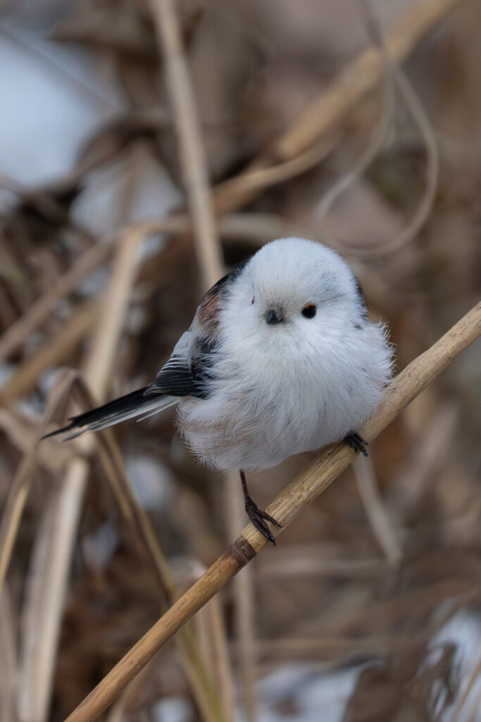 Flauschige Schwanzmeise