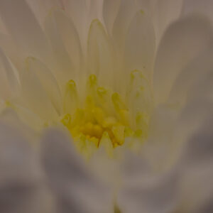 Macro