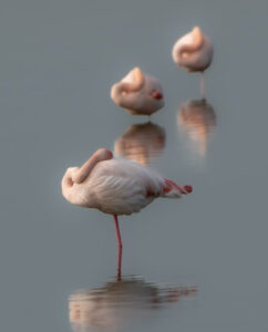 Flamingos