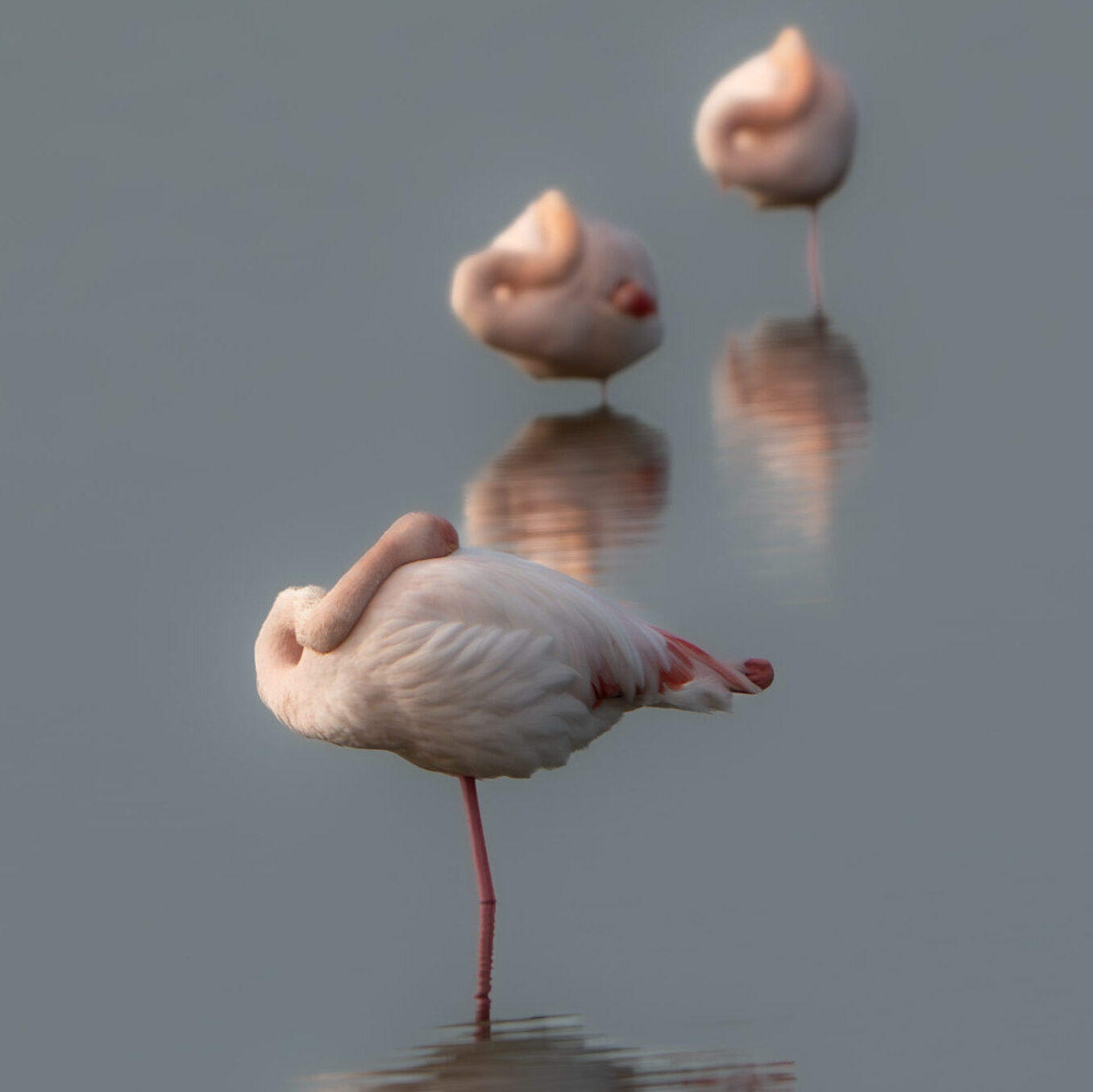 Flamingos