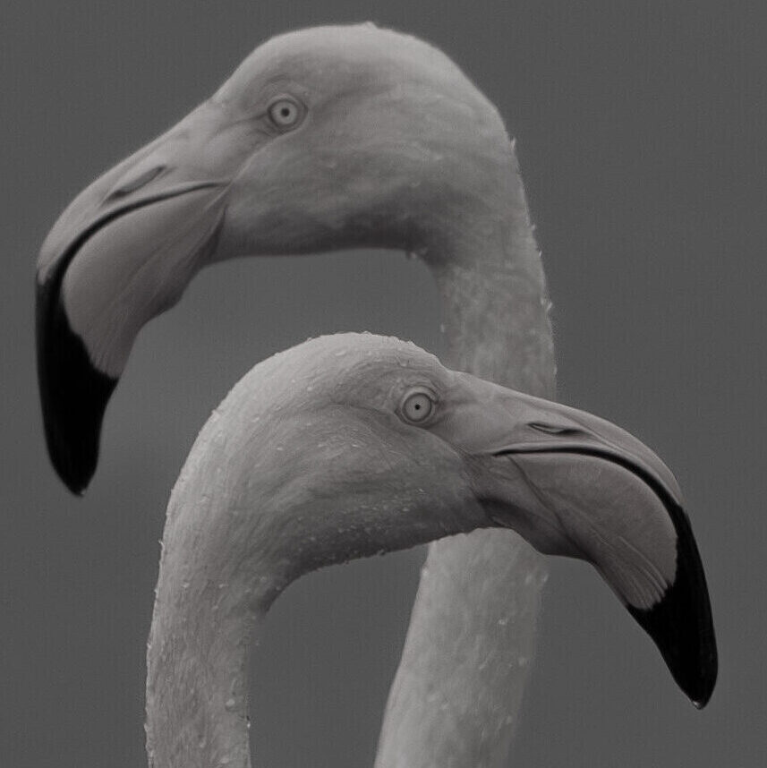 Flamingos