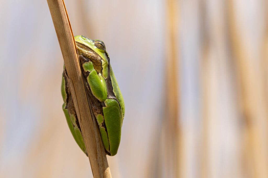Laubfrosch