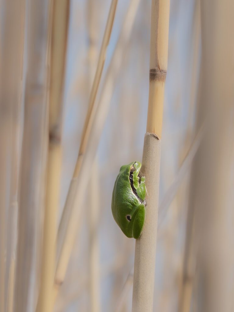 Laubfrosch