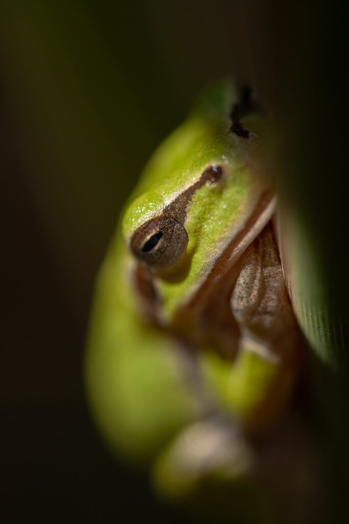 Laubfrosch im Detail