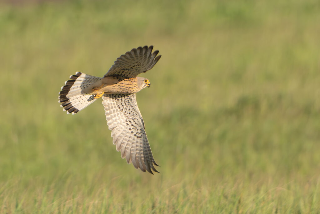 Falke im Flug
