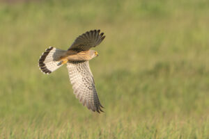 Falke im Flug