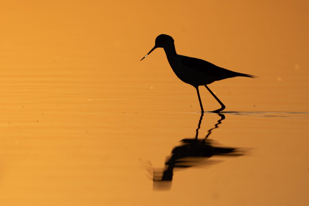 Stelzenläufer in der Abendsonne
