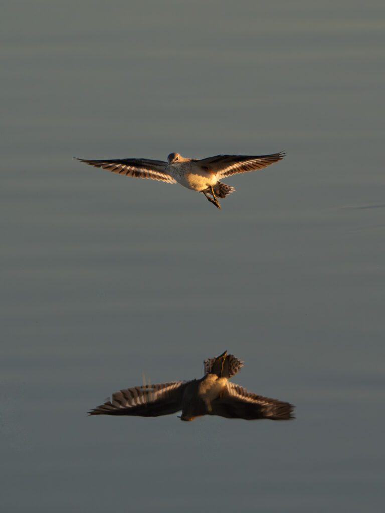 Kampfläufer im Flug