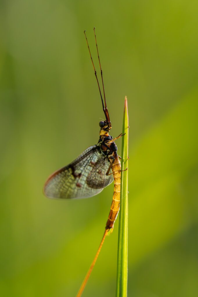 Eintagsfliege