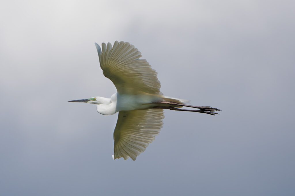 Silberreiher im Flug