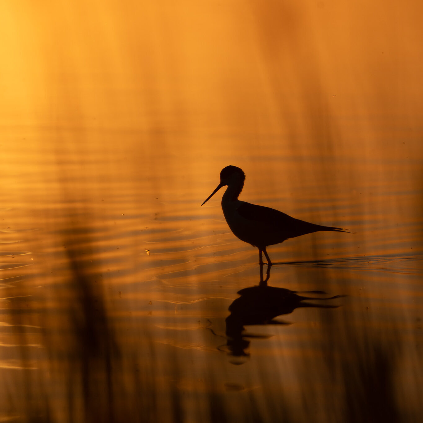Stelzenläufer in der Abendsonne